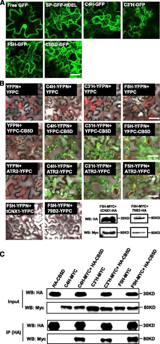 Colocalization and Interaction of Monolignol Biosynthetic P450s and CB5D on the ER Membrane.