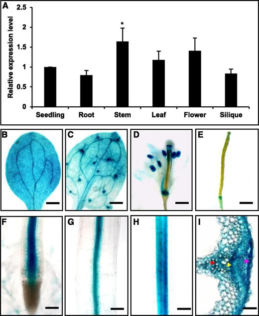 Expression Pattern of CB5D in Planta.