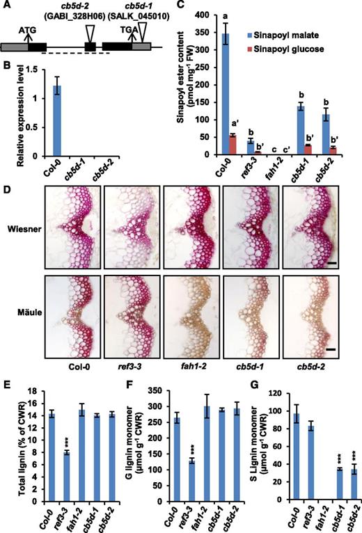 Characterization of cb5d-Related Mutants.
