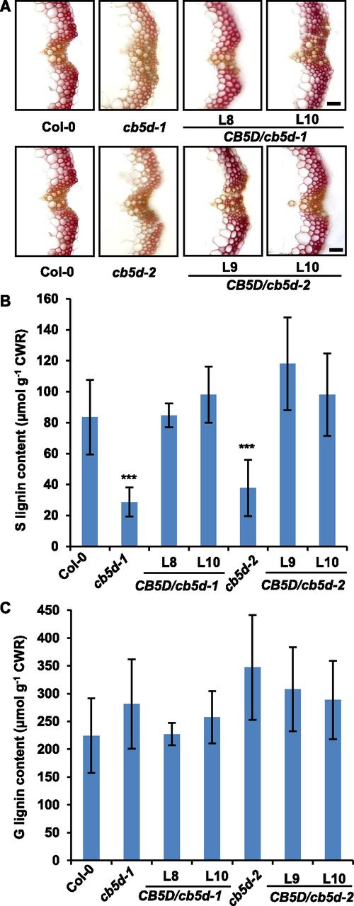 Complementation of S-Lignin Synthesis in cb5d Mutants by CB5D Expression.