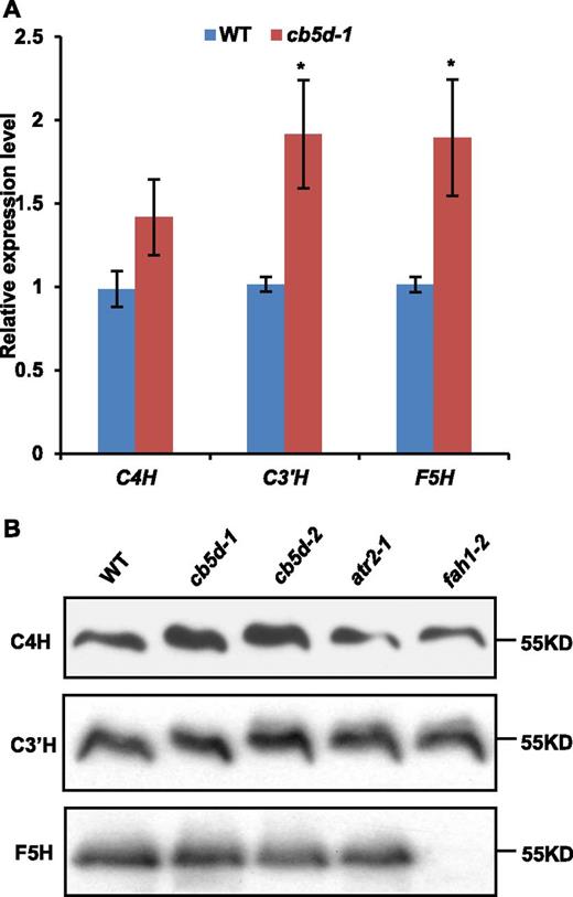 Transcript Abundance and Protein Levels of Three P450s in cb5d Mutant Lines.