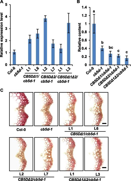 Complementation Test Using Genes Encoding Mutant Variants of CB5D.