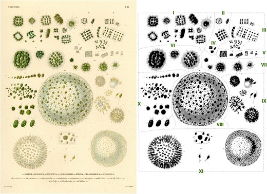 Series of Fortunate Events: Introducing Chlamydomonas as a ...