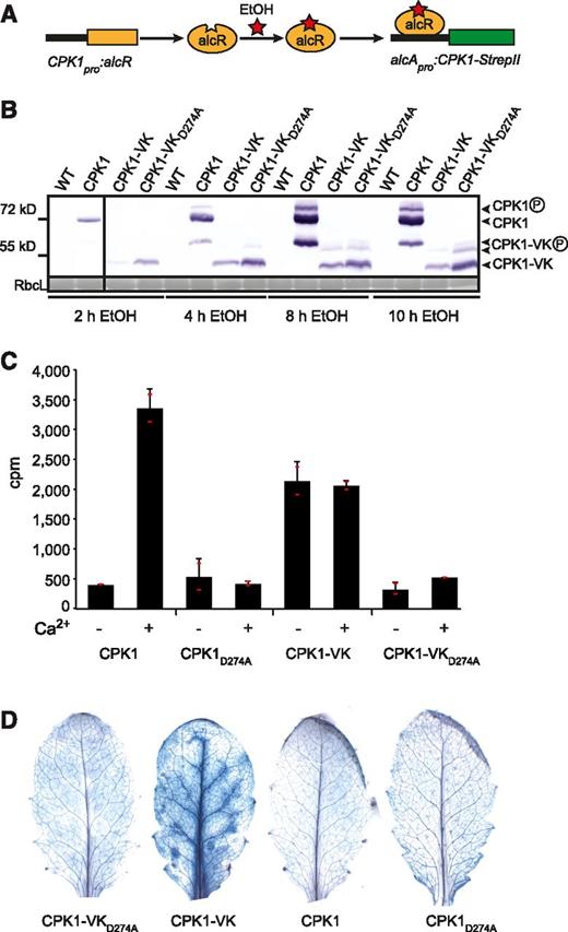 Induced Protein Synthesis of Constitutively Active CPK1 in Its Native Plant Tissue Triggers Cell Death.