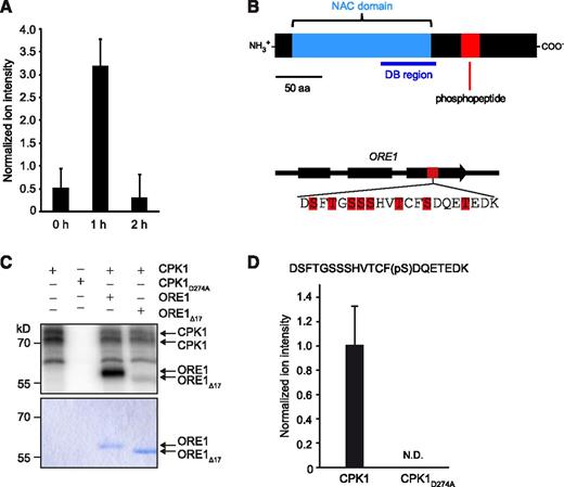 Differential In Vivo Phosphoproteomics Identifies CPK1-Mediated Phosphorylation of the Transcriptional Regulator ORE1.