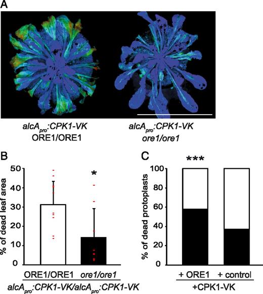 Induction of Cell Death by Constitutively Active CPK1-VK Requires ORE1.