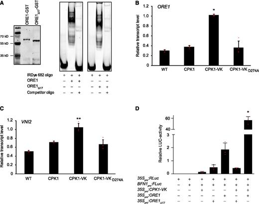 CPK1 Controls the Expression of ORE1 and of ORE1 Target Genes.