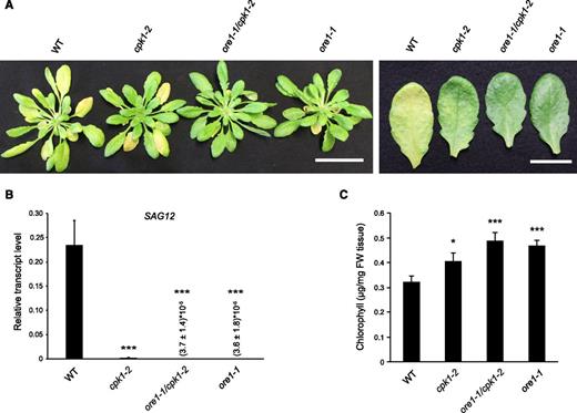 CPK1-Dependent ORE1 Function in Dark-Induced Senescence.