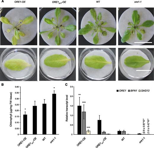 ORE1 but Not ORE1Δ17 Promotes Dark-Induced Senescence.