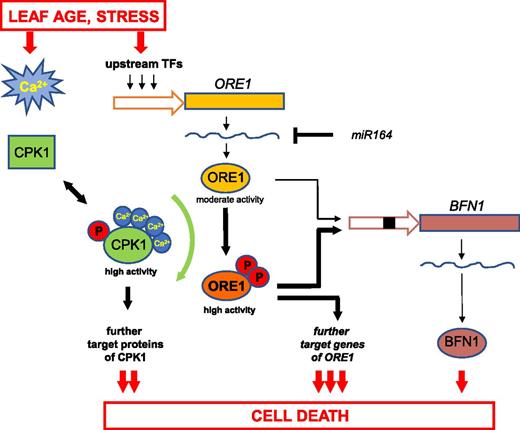 Model for Cell Death Regulation Controlled by CPK1 and ORE1.