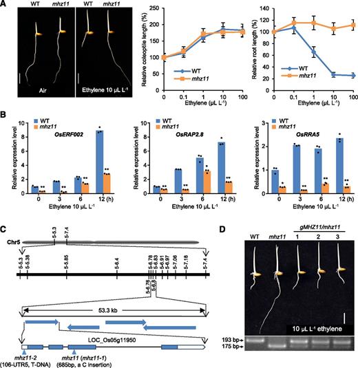 Ethylene Response Analysis and Gene Identification of mhz11.