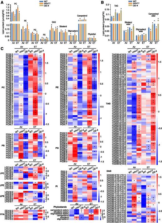 MHZ11 Modulates Lipid Metabolism in Rice Roots.