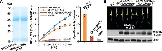 MHZ11 has PLA2 Activity and the Enzyme Activity Is Essential for Its Function.