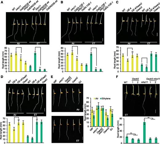 Genetic Relationship between MHZ11 and Ethylene Signaling Genes.