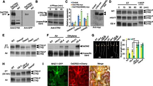 MHZ11 Modulates the Phosphorylation Status of OsCTR2.
