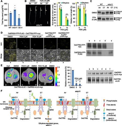 Overaccumulated Sterol in mhz11 Is At Least Partially Responsible for the Ethylene-Insensitive Phenotype of mhz11 Roots.