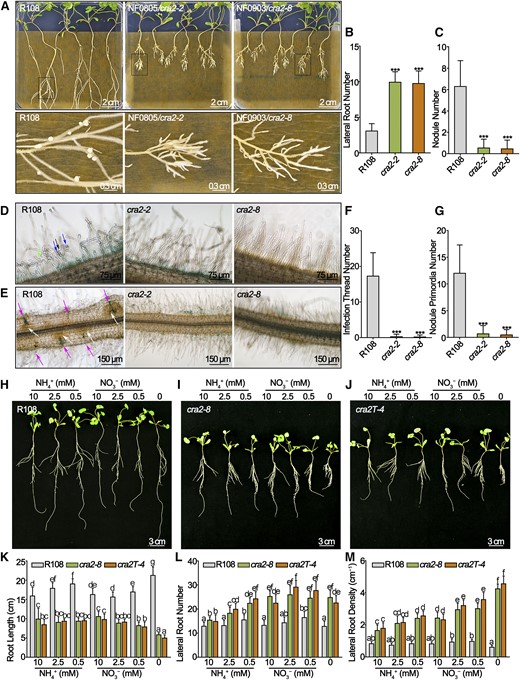 MtCRA2 Regulates the Root Architecture and Symbiotic Nodulation.