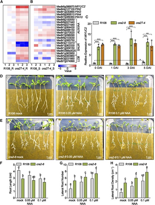 Transcriptome Analysis of the cra2 Mutant.