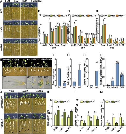 MtYUC2 Regulates the Root Architecture Depending on MtCRA2.