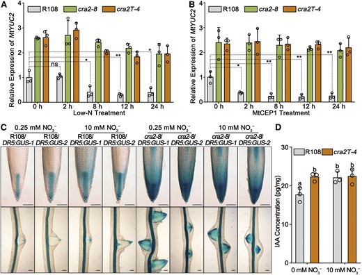 MtYUC2 Expression Is Repressed by the MtCEP1/MtCRA2 Pathway and Correlates with a Reduced Auxin Response in Roots under Low-N Conditions.