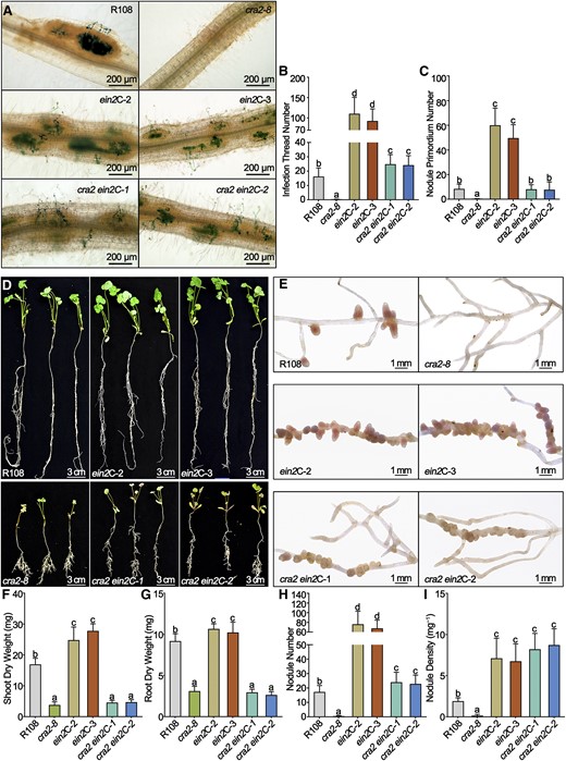 The Mutation of MtEIN2 Rescues the Symbiotic Nodulation of the cra2 Mutant.