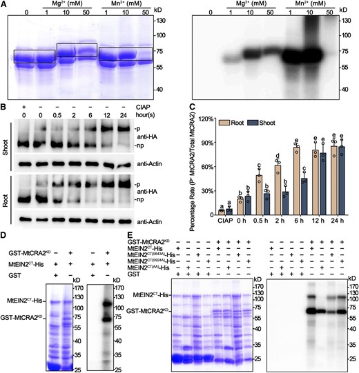 The MtCRA2 Kinase Can Be Activated by MtCEP1 Peptides and Phosphorylates MtEIN2 on Ser643 and Ser924.
