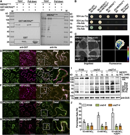 MtCRA2 Interacts with MtEIN2 and Inhibits Its Cleavage.