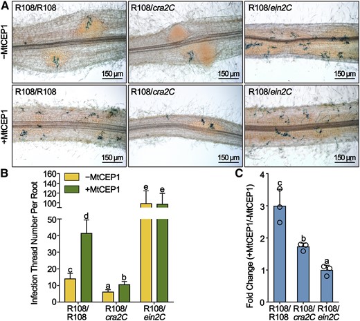 MtCRA2 Partially Regulates Rhizobial Infections Locally in the Root.
