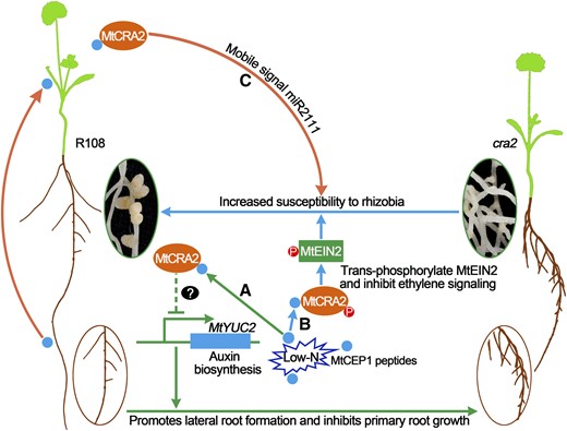 Model for the Action of MtCRA2 in Coordinating Root Architecture and Symbiotic Nodulation under Low-N Conditions.