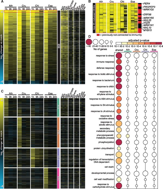Conserved yet distinct transcriptomic responses to flg22 in Brassicaceae species. A, Heatmap of 868 DEGs shared among the four tested Brassicaceae species (see Figure 2, C) sorted by mean expression values. The heatmap on the right displays expression changes of the 868 DEGs under the indicated stress conditions in publicly available A. thaliana datasets (Genevestigator). Ath, A. thaliana (Col-0); Cru, C. rubella (N22697); Chi, C. hirsuta (Oxford); Esa, E. salsugineum (Shandong). See Supplemental Data Set S2 for a list of individual genes. B, Heatmap of top 25 flg22-induced genes based on the mean induction of all samples. Red indicates DEGs that previously have not been implicated in plant immunity. C, All 6,106 DEGs were clustered by k-means (k = 15), and four clusters exhibiting species-specific expression signatures are shown (see Supplemental Data Set S3). Colored bars with the number of genes indicate Ath- (green), Cru- (orange), Chi- (purple), and Esa- (magenta) specific clusters. The heatmap on the right displays expression changes of these genes under the indicated stress conditions in publicly available A. thaliana datasets (Genevestigator). See Supplemental Data Set S3 for a list of individual genes. D, Enrichment of selected GO terms among common DEGs and species-specific expression clusters (generated with BinGO). Circle sizes indicate the number of genes within each GO term and the color of the circle indicates the adjusted P-values for the enrichment of the respective GO terms. See Supplemental Data Set S4 for the full GO terms.