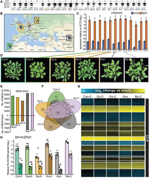 Flg22-triggered transcriptional responses show a high degree of conservation among A. thaliana accessions with diverse genetic backgrounds. A, Twelve-day-old seedlings were treated with mock or 1 µM flg22 for 15 min, and MAPK phosphorylation was measured in the indicated A. thaliana accessions by immunoblotting using an anti-p42/44 antibody. B, Geographic origins of the five accessions chosen for RNA-seq analysis are shown on the map created at 1001genomes.org. The colors of the markers indicate different genetic groups determined by The 1001 Genomes Consortium (1001 Genomes Consortium, 2016). C, Twelve-day-old A. thaliana seedlings were treated with mock or 1 μM flg22 for 1 h, and expression of PROPEP3 was determined by RT-qPCR. The accessions highlighted in color were used for the RNA-seq experiments. Bars represent means and SEs of log2 expression levels relative to ACTIN2 from three independent experiments. Asterisks indicate significant differences of flg22 compared with mock samples (Student’s t test, ***P < 0.001). D, Representative photographs of the 4-week-old A. thaliana accessions chosen for RNA-seq. E–G, 12-day-old A. thaliana seedlings were treated with mock or 1 μM flg22 for 1 h and extracted RNA was subjected to RNA-seq. The analysis was limited to the list of 17,856 genes showing 1:1 orthology in all tested Brassicaceae species to directly compare inter- and intra-species variation in transcriptome responses. DEGs were defined using the following criteria: q-value <0.01 and |log2 fold change| >1. E, Bars represent the number of up- or down-regulated DEGs in each A. thaliana accession. F, A Venn diagram showing the number of shared and specific DEGs in A. thaliana accessions. G, Heatmap of DEGs in at least one accession clustered by k-means (k = 15). Log2 expression changes compared with mock are shown. See Supplemental Data Set S5 for a list of individual genes. H, Five-week-old plants were syringe-infiltrated with mock or 1 μM flg22 24 h prior to infiltration with Pto DC3000 (OD600 = 0.0002). The log2 ratio of copy numbers of a bacterial gene (oprF) and a plant gene (ACTIN2) was determined by qPCR and used to represent relative Pto DC3000 growth. Bars represent means and SEs from two independent experiments each with three biological replicates (n = 6). The biological replicates from two independent experiments are represented by dots and triangles. Different letters indicate significant differences (mixed linear model, adjusted P < 0.01).