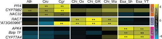 Species–specific expression signatures are conserved in sister species and accessions. Expression of selected genes showing species–specific expression signatures in Figure 5, A were determined in available sister species and accessions by RT-qPCR. Gene expression was normalized to ACTIN2. The colored bars on the right indicate genes showing Cru- (orange), Chi- (purple), or Esa- (magenta) specific expression signatures. The heatmap represents mean log2 changes of flg22 samples compared with mock from three independent experiments, each with two biological replicates (n = 6). Asterisks indicate significant flg22 effects (mixed linear model, P < 0.01). Ath, A. thaliana Col-0; Cru, C. rubella; Cgr, C. grandiflora; Chi_Ox, Chi_GR, Chi_Wa, different C. hirsuta accessions; Esa_Sh, E. salsugineum Shandong; Esa_YT, Esa Yukon.