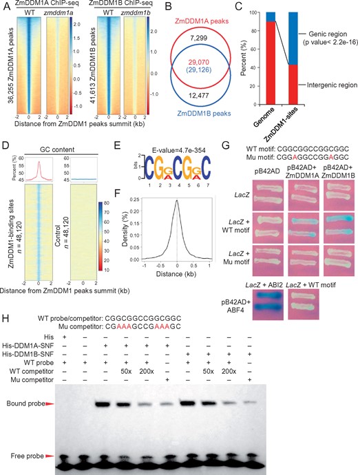 Genome-wide DDM1 occupancy in maize developing embryo. A, Heat maps of ChIP-seq signals at the 36,255 ZmDDM1A peaks (left) and 41,613 ZmDDM1B peaks (right) with flanking 2-kb regions between wild-type (WT) and the corresponding mutants. The regions were ranked according to the strength of ChIP signals from highest (top) to lowest (bottom). The strength of ChIP signals was measured as log2 (ChIP/input). B, The overlap of ZmDDM1A and ZmDDM1B peaks. The number in the parentheses indicated the number of ZmDDM1B peaks that overlap ZmDDM1A. C, Percentages of ZmDDM1 peaks located within genic or intergenic regions. The fraction of genic (defined from upstream 1kb of TSS to the downstream 1kb to TTS) and intergenic regions in the maize genome were shown for comparison. The asterisk indicated that ZmDDM1 peaks were significantly enriched at genic regions (binomial test; P <2.2e−16). D, Average plots and heat maps of GC content at the 48,190 ZmDDM1-binding sites and control loci. GC content was calculated as (G+C)/(A+T+C+G)*100% in nonoverlapping 50-bp window. E, The “CGRCGRC “motif was identified as the most prominent ZmDDM1 binding motif using MEME-ChIP program. F, Density plot of the distance of “CGRCGRC” motif to ZmDDM1 peak summit. G, Y1H showing the interactions between ZmDDM1 and a DNA sequence consisting of two copies of “CGRCGRC” motif. A motif with mutation of a “G” to “A” (highlighted as red character) was included to examine the signal. An empty vector without expressing ZmDDM1 was served as negative control while interaction between promoter of ABI2 and ABF4 was served as positive control (Wang et al., 2019). H, EMSA demonstrated the interactions between ZmDDM1 and the DNA motif. The recombinant protein 6× His-ZmDDM1 retarded the shift of probe. 50× and 200× unlabeled probes were used as competitors. “+” and “−” indicated presence and absence, respectively. The probe consisting of two 14-bp long motif with 3-bp mutation (highlighted in red; Mu competitor) was used to test the EMSA signal as well