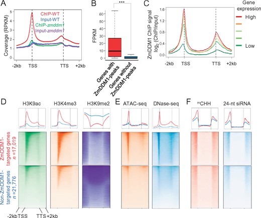 ZmDDM1 preferentially binds to transcription start sites with active gene expression. A, A metaplot exhibiting the average of reads coverage (normalized as reads per kilobase per million, RPKM) from ZmDDM1 ChIP-seq and input (ZmDDM1A and ZmDDM1B ChIP-seq libraries in WT and mutant were combined) across genes. The size of each annotated gene was scaled to 4 kb and normalized reads coverage was calculated in 50-bp window. B, Box plots showing expression levels of ZmDDM1-bound and ZmDDM1-unbound genes. The asterisk indicated a statistically significant difference using two-sided Wilcoxon test (P <2.2e−16). FPKM, fragments per kilobase per million. C, ZmDDM1 ChIP enrichment profile of different groups of genes classified by expression level from low expressed to high expressed in developing embryo. To produce enrichment relative to the genome average, ChIP-seq counts for the 50-bp intervals in each set of genes were normalized by read counts derived from input. D–F, Meta-analysis of H3K4me3, H3K9ac, H3K9me2 (D), ATAC-seq, DNase-seq (E), mCHH and 24-nt siRNA (F) at gene body and flanking 2 kb of ZmDDM1-occupied genes and non-ZmDDM1-occupied genes.