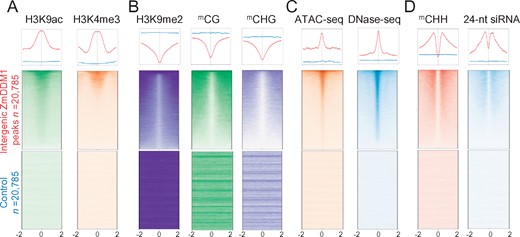 ZmDDM1 still binds to active chromatin in intergenic regions. A–D, Meta-analysis of H3K9ac, H3K4me3 (active chromatin mark, A), H3K9me2, mCG, mCHG (repressive chromatin mark, B), ATAC-seq, DNase-seq (chromatin accessibility, C), mCHH and 24-nt siRNA (RdDM mark, D) at 20,785 intergenic ZmDDM1 peaks and control loci, respectively. Shown were ±2 kb from summit of ZmDDM1 peaks or control peaks.