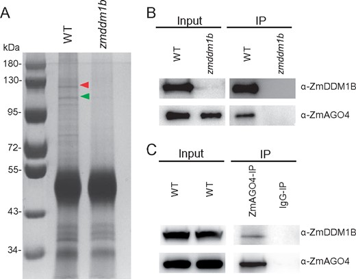 ZmDDM1B co-purify with ZmAGO4 in maize developing embryos. A, The protein complex from WT maize developing embryos was immunopurified using specific antibody against ZmDDM1B, and separated on 10% sodium dodecyl sulfate–polyacrylamide gel electrophoresis. zmddm1b mutant embryos were used for the control sample. The proteins were visualized by silver staining. The positions of protein size markers were shown at the left of gel. The ZmAGO4 protein band was indicated by red arrowhead and the ZmDDM1B protein band was indicated by green arrowhead. B, Co-IP of ZmDDM1B with ZmAGO4. ZmAGO4 was able to be detected from ZmDDM1B-immunoprecipitates from WT embryos. ZmAGO4 failed to be detected from ZmDDM1B-IP product from zmddm1b embryo. C, Co-IP of ZmAGO4 with ZmDDM1B. ZmDDM1B was able to be detected from ZmAGO4-immunoprecipitates from WT embryos. IgG purified from pre-immune serum was used for IP in WT embryo as a negative control.