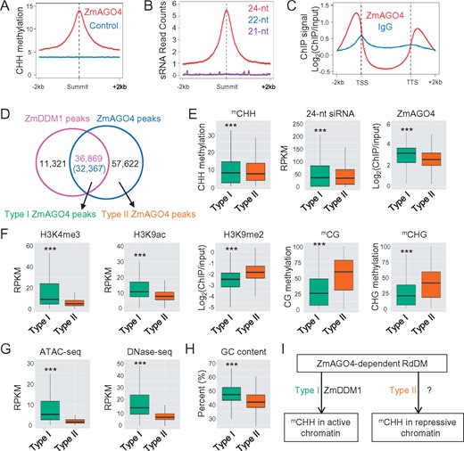 ZmDDM1 directs the occurrence of ZmAGO4-dependent RdDM on active chromatin. A, Profile of CHH methylation in the ZmAGO4 peaks summit-centered genomic regions (red line). Profile of CHH methylation at a set of control loci was also shown (blue line). B, Abundance of 21-, 22-, and 24-nt siRNA in the ZmAGO4 peaks summit-centered genomic regions. C, Meta-plots showing average ZmAGO4 ChIP signals across all of annotated protein-coding genes. lgG-ChIP signal was shown in the same plot as a negative control. D, Venn diagram showing the overlap between ZmDDM1 and ZmAGO4 peaks. E, Comparisons of CHH methylation, 24-nt siRNA levels and ZmAGO4 occupancy between types I and II ZmAGO4 peaks. Triple asterisks indicated P < 2.2e−16 (two-sided Kolmogorov–Smirnov test). F, Comparisons of H3K4me3, H3K9ac, H3K9me2, CG, and CHG methylation level between types I and II ZmAGO4 peaks. Triple asterisks indicated P <2.2e−16 (two-sided Kolmogorov–Smirnov test). G, Comparisons of ATAC-seq and DNase-seq abundance between types I and II ZmAGO4-binding sites. Triple asterisks indicated P <2.2e−16 (two-sided Kolmogorov–Smirnov test). H, Comparisons of the GC content between types I and II ZmAGO4-binding sites. Triple asterisks indicated P <2.2e−16 (two-sided Kolmogorov–Smirnov test). I, A diagram depicting the likely existence of two ZmAGO4-involved RdDM pathways in maize. The first pathway is dependent on ZmDDM1 activity and occurs preferentially in active and open chromatin. The second pathway is independent of ZmDDM1 activity and associate with relatively repressive chromatin. It is noted that the other chromatin remodeler involving in the type II pathway remains elusive at this point. RPKM, reads per million per kilobase.
