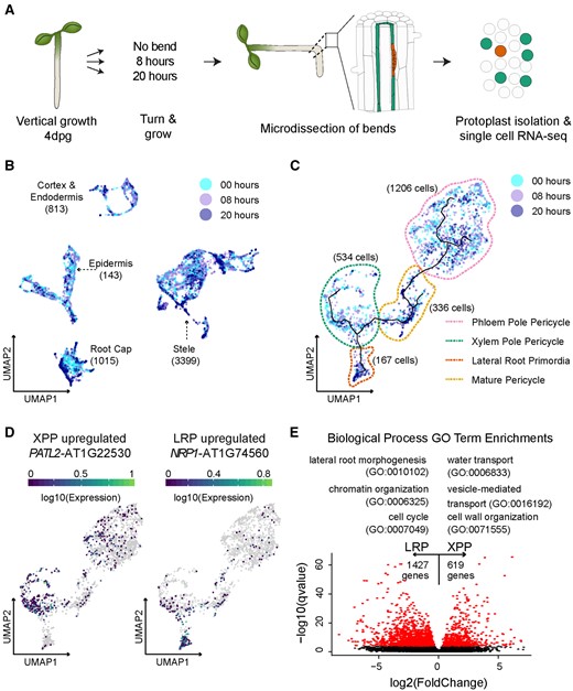 Analysis of lateral root initiation using single-cell RNA-seq. A, Experimental design: A. thaliana seedlings were grown vertically for 4 dpg and then rotated (or marked, for the control) and grown for an additional 8 or 20 h. Protoplasts were prepared from microdissected root sections for single-cell RNA-seq. B, UMAP of all 6,658 cells colored by experiment. Cell type identities were assigned to each partition based on a set of marker genes. The cell type identities are indicated on the UMAP with the number of cells corresponding to each cell type. C, UMAP of pericycle-specific cells, such as LRP, mature pericycle (MP), PPP, and XPP cells colored by experiment. Pseudotime trajectory lines included on UMAP. D, Expression of pericycle-specific UMAPs of two DEGs between LRP and XPP. E, Scatter plot of the log2 fold change of average gene expression values between XPP and LRP and the MWW q-value. DEGs are colored in red. A selection of GO terms associated with DEGs is shown above the plot.