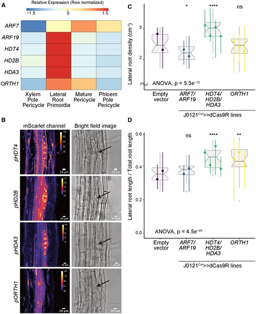 Validation experiments on chromatin modifier candidate genes. A, Heatmap (row-scaled) visualizing the expression of candidate genes in the pericycle cell clusters from the single-cell library. Scale bar represents the z-score of the normalized expression values. B, Confocal microscopy images of candidate genes’ transcriptional reporters in early-stage LRP (left) and bright-field image of the corresponding primordia (right, Arrow indicate LRP). C, Lateral root density of J0121Col≫dCas9R transgenic lines of candidate genes. D, Proportion of total root length contributed by lateral roots of J0121Col≫dCas9R transgenic lines of candidate genes. For C and D, significance was determined by pairwise comparison with empty vector control and ANOVA (ns: P > 0.05 | *P ≤ 0.05 | **P ≤ 0.01 | ***P ≤ 0.001 | ****P ≤ 0.0001; Supplemental File S1). For each candidate gene, multiple independent transgenic lines have been analyzed; each colored line in the graph represents an individual line. All seedlings were imaged and analyzed at 10 dpg.