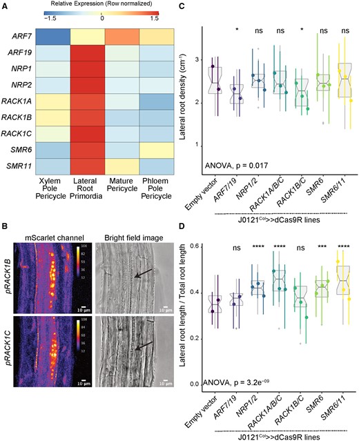 Validation experiments on cell cycle regulator candidate genes. A, Heatmap (row-scaled) visualizing the expression of candidate genes in the pericycle cell clusters from the single-cell library. Scale bar represents the z-score of the normalized expression values. B, Confocal microscopy images of candidate genes’ transcriptional reporters in early-stage LRP (left) and bright-field image of the corresponding primordia (right, Arrow indicate LRP). C, Lateral root density of J0121Col≫dCas9R transgenic lines of candidate genes. D, Proportion of total root length contributed by lateral roots of J0121Col≫dCas9R transgenic lines of candidate genes. For C and D, significance was determined by pairwise comparison with empty vector control and ANOVA (ns: P > 0.05 | *P ≤ 0.05 | **P ≤ 0.01 | ***P ≤ 0.001 | ****P ≤ 0.0001; Supplemental File S1). For each candidate gene, multiple independent transgenic lines have been analyzed; each colored line in the graph represents an individual line. All seedlings were imaged and analyzed at 10 dpg.