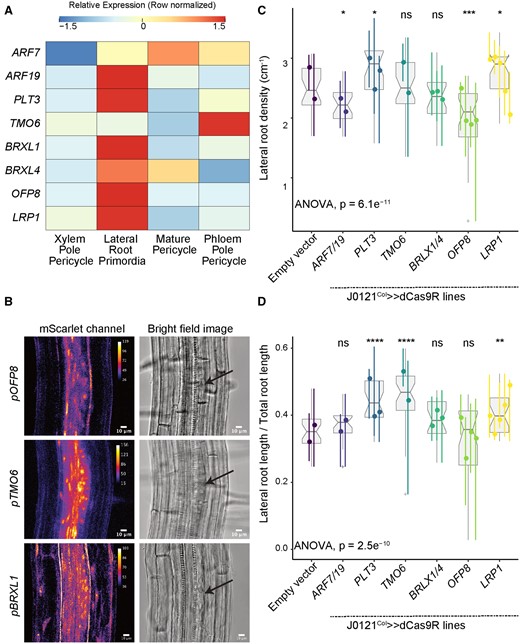 Validation experiments on stemness candidate genes. A, Heatmap (row-scaled) visualizing the expression of candidate genes in the pericycle cell clusters from the single-cell library. Scale bar represents the z-score of the normalized expression values. B, Confocal microscopy images of candidate genes’ transcriptional reporters in early-stage LRP (left) and bright-field image of the corresponding primordia (right, Arrow indicate LRP). C, Lateral root density of J0121Col≫dCas9R transgenic lines of candidate genes. D, Proportion of total root length contributed by lateral roots of J0121Col≫dCas9R transgenic lines of candidate genes. For C and D, significance was determined by pairwise comparison with empty vector control and ANOVA (ns: P > 0.05 | *P ≤ 0.05 | **P ≤ 0.01 | ***P ≤ 0.001 | ****P ≤ 0.0001; Supplemental File S1). For each candidate gene, multiple independent transgenic lines have been analyzed; each colored line in the graph represents an individual line. All seedlings were imaged and analyzed at 10 dpg.