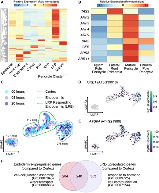 Analysis of non-LRP cells in the single-cell library. A, Heatmap (row-scaled) of the expression patterns of previously identified LR-specifying genes in different cell clusters. B, Expression heatmap (row-scaled) of specific auxin-inducing and auxin-repressing genes in different stele cell clusters. C, UMAP of Cortex, Endodermis, and LRE cells. D, Expression UMAP of ORE1, encoding a NAC transcription factor that promotes autophagy of endodermal cells overlying LRPs. E, Expression UMAP of ATG8 A. F, GO of genes enriched in endodermis and LRE cell populations. The Venn diagram represents DEGs upregulated in endodermis in comparison to the cortex and upregulated in LRE in comparison to the cortex. A selection of GO terms for each of these sets of DEGs is shown.
