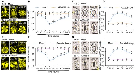 TOR promotes guard cell starch degradation. A–C, Dynamic changes of starch granules within guard cells and stomatal apertures in the cotyledon of wild-type plants with or without AZD8055 treatment. Seedlings of Col-0 plants were grown on 1/2 MS medium containing 1% sucrose under a 12-h light/12-h dark photoperiod and 100-µM m−2 s−1 light condition for 10 days, transferred to medium containing mock solution or 2-µM AZD8055 and allowed to grow for another 24 h, and then harvested at the indicated time points and immediately fixed in buffer for starch quantification (A and B) or used to directly measure the stomatal apertures (C). D and F, Dynamic changes of starch granules within guard cells and stomatal apertures in the cotyledons of es-tor plants with or without estradiol treatment. Seedlings of es-tor plants were grown on 1/2 MS medium containing 1% sucrose under a 12-h light/12-h dark photoperiod with 100- µM m−2 s−1 light condition for 7 days, transferred to medium containing mock solution or 10- µM estradiol to grow for another 3 days and then harvested at the indicated time points. Starch granules (D and E) and stomatal apertures (F) were then measured. The starch granules in guard cells or the ratio of stomatal aperture width to length from at least 100 guard cells from 8 to 15 cotyledons of 8 different plants were measured using ImageJ software. Scale bar in stomata pictures represents 20 µm. EoN means the end of light, EoD means the end of the day. Error bars indicate standard error (n = 100). Different letters above the bars indicate statistically significant differences between samples (two-way ANOVA followed by Tukey’s multiple comparisons test, P < 0.05). Supplemental Data Set S1 provides details of the statistical analyses.