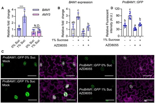 Sugar and TOR induce BAM1 expression. A and B, Quantitative RT-qPCR analysis the effects of sucrose on the expression of BAM1 and AMY3. Seedlings of wild-type plants were grown on 1/2 MS medium with or without 1% sucrose and/or 1 µM AZD8055 under 12-h light/12-h dark photoperiod with 10-µM m−2 s−1 light for 10 days. PP2A was used as an internal control. Error bars indicate standard deviation (sd) of four biological repeats. Asterisk and different letters above bars indicate statistically significant differences between the samples (two-way ANOVA followed by uncorrected Fisher’s least significant difference (LSD) multiple comparisons test, ***P < 0.001). C and D, Sucrose induced, but AZD8055 reduced the fluorescence signals intensity of ProBAM1:GFP. Seedlings of ProBAM1:GFP transgenic plants were grown on 1/2 MS medium with or without 1% sucrose and/or 1 µM AZD8055 under 12-h light/12-h dark photoperiod with 10-µM m−2 s−1 light for 10 days. GFP signal intensity from more than 10 seedlings was analyzed using ImageJ software. Error bars indicate sd (n = 10). Different letters above bars indicate statistically significant differences between samples (one-way ANOVA followed by uncorrected Fisher’s LSD multiple comparisons test, P < 0.05). green fluorescent proteins (GFP) are in green, PI-marked cell outlines are in purple. Scale bars in confocal images represent 50 μm.