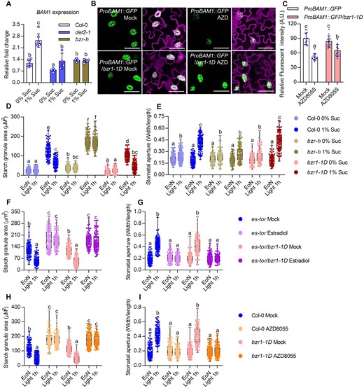 BR and BZR1 play critical roles in sugar- and TOR-induced BAM1 expression. A, Sucrose failed to induce BAM1 expression in det2-1 and bzr-h. Seedlings of Col-0, det2-1, and bzr-h were grown on 1/2 MS medium with or without 1% sucrose under a 12-h light/12-h dark photoperiod with 10-µM m−2 s−1 light for 10 days. RT-qPCR analysis BAM1 expression in wild-type and mutant plant under different conditions. PP2A was used as an internal control. Error bars indicate sd of four biological repeats. Different letters above bars indicate statistically significant differences between samples (two-way ANOVA followed by uncorrected Fisher’s LSD multiple comparisons test, P < 0.05). B and C, The gain-of-function mutant bzr1-1D partially suppressed the AZD8055-inhibited BAM1 expression. Seedlings of ProBAM1::GFP and ProBAM1::GFP/bzr1-1D transgenic plants were grown on the 1/2 MS medium with or without 1 µM AZD8055 under 12-h light/12-h dark photoperiod with 10-µM m−2 s−1 light condition for 10 days. GFP signal intensity was analyzed using ImageJ software. Error bars indicate sd (n = 10). GFP are in green, PI-marked cell outlines are in purple. Scale bars in confocal images represent 50 μm. Different letters above bars indicate statistically significant differences between samples (two-way ANOVA followed by uncorrected Fisher’s LSD multiple comparisons test, P < 0.05). D and E, Quantification of guard cell starch granules (D) and stomatal apertures (E) in the intact leaves of Col-0, bzr-h and bzr1-1D at the indicated time points. Seedlings of wild-type Col-0, bzr-h, and bzr1-1D were grown on the 1/2 MS medium with or without 1% sucrose under a 12-h light/12-h dark photoperiod with 10-µM m−2 s−1 light condition for 10 days. F and G, The bzr1-1D mutant had no significant effects on TOR-mediated guard cell starch metabolism (F) and stomatal opening (G). Seedlings of es-tor and es-tor/bzr1-1D were grown on the 1/2 MS medium containing 1% sucrose under a 12-h light/12-h dark photoperiod with 100-µM m−2 s−1 light condition for 7 days, transferred to the medium containing mock solution or 10- µM Figure 4 (Continued) estradiol to grow for another 3 days and then harvested at the indicated time points and immediately fixed in buffer for starch quantification (F) or used to directly measure the stomatal apertures (G). H and I, Quantification of guard cell starch granules (H) and stomatal apertures (I) in the intact leaves of Col-0 and bzr1-1D with or without AZD8055 treatment. Seedlings of Col-0 and bzr1-1D were grown on the 1/2 MS medium containing 1% sucrose under a 12-h light/12-h dark photoperiod with 100-µM m−2 s−1 light condition for 10 days, transferred to the medium containing mock solution or 2 µM AZD8055 to grow for 24 h, and harvested at the indicated time points. Starch granules (H) and stomatal apertures (I) were then measured. EoN means the end of light, light 1 h means the white light illumination for 1 h after the EoN. The starch granules in guard cells or the ratio of stomatal aperture width to length from at least 100 guard cells from 10 to 15 leaves of 8 different plants were measured using ImageJ software. Every measurement of stomatal starch granule area or stomatal aperture was labeled as a dot on box plot. The box extends from the 25th to 75th percentiles and plots each individual value as a point superimposed on the graph. The line in the middle of the box is plotted at the median. Different letters above the bars indicate statistically significant differences between samples (two-way ANOVA followed by Tukey’s multiple comparisons test, P < 0.05).