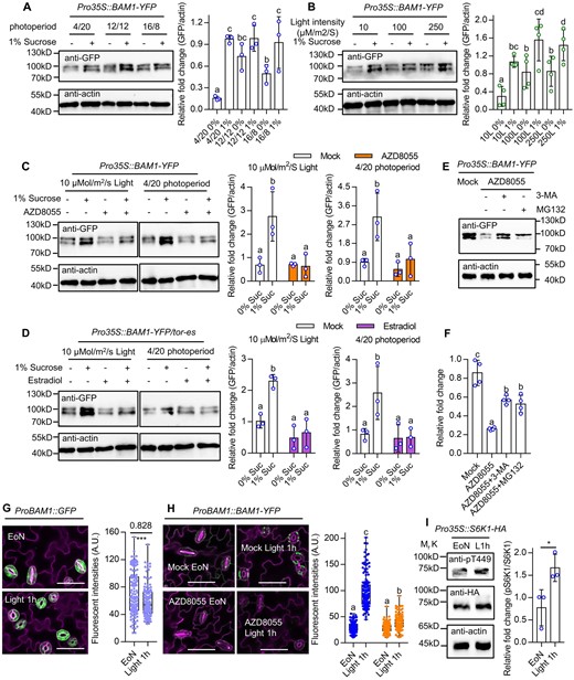 Sugar and TOR promote the accumulation of BAM1 protein. A and B, Sucrose supply increased BAM1 protein levels. Seedlings of Pro35S:BAM1-GFP were grown on 1/2 MS medium with or without 1% sucrose under different photoperiods (A) or different light intensity (B) for 10 days. C, AZD8055 treatment inhibited sucrose-induced BAM1 protein accumulation. Seedlings of Pro35S:BAM1-GFP were grown on 1/2 MS medium with or without 1% sucrose and/or 1-µM AZD8055 under a 12-h light/12-h dark photoperiod with 10 µM m−2 s−1 light or a 4-h light/20-h dark photoperiod with 100-µM m−2 s−1 light conditions for 10 days. D, TOR is required for sucrose-induced BAM1 protein accumulation. Seedlings of Pro35S:BAM1-GFP/es-tor were grown on 1/2 MS medium with or without 1% sucrose and/or 10 µM estradiol under a 12-h light/12-h dark photoperiod with 10-µM m−2 s−1 light conditions for 10 days or under 4-h light/20-h dark photoperiod with 100-µM m−2 s−1 light conditions for 10 days. E and F, Immunoblot analysis of the effects of MG132 and 3-MA on AZD8055-reduced BAM1 protein stability. Seedlings of Pro35S:BAM1-GFP were grown on 1/2 MS liquid medium with 1% sucrose under a 16-h light/8-h dark photoperiod with 100-µM m−2 s−1 light for 7 days, then treated with 2 μM AZD8055, or 2 μM AZD8055 and 5 mM 3-MA or 50-μM MG132 for 6 h. The ratio of immunoprecipitated BAM1-YFP to actin was quantified Figure 5 (Continued) by ImageJ software. Error bars indicate sd of three or four biological repeats. Actin bands were used as loading control. Different letters above bars indicate statistically significant differences between samples (one-way ANOVA followed by uncorrected Fisher’s LSD multiple comparisons test, P < 0.05). G, BAM1 gene expression slightly decreases after 1-h light exposure in the dawn. Seedlings of ProBAM1::GFP transgenic plants were grown on the 1/2 MS medium with 1% sucrose under a 12-h light/12-h dark photoperiod with 100-µM m−2 s−1 light condition for 10 days. The confocal image of ProBAM1::GFP was captured at the EoN and after 1-h light illumination. Asterisk above the bars indicate statistically significant differences between samples (Student’s t test, *P < 0.05). H, BAM1 protein abundant dramatically increase after 1-h light exposure in the dawn is dependent on TOR kinase. Seedlings of ProBAM1::BAM1-YFP transgenic plants were grown on the 1/2 MS medium with 1% sucrose under a 12-h light/12-h dark photoperiod with 100-µM m−2 s−1 light condition for 10 days, transferred to the medium containing mock solution or 2-µM AZD8055 to grow for 12 h before the EoN. The confocal image of ProBAM1::BAM1-YFP was captured at EoN and after 1-h light illumination. Different letters above bars indicate statistically significant differences between samples (two-way ANOVA followed by Tukey’s multiple comparisons test, P < 0.05). GFP signal intensity of >100 stomata from five seedlings was analyzed using ImageJ software. Error bars indicate sd (n = 100). GFP are in green, PI-marked cell outlines are in purple. Scale bars in confocal images represent 50 μm. I, TOR kinase activity increases after 1-h light exposure in the dawn. Seedlings of Pro35S::S6K1-HA transgenic plants were grown on the 1/2 MS medium with 1% sucrose under a 12-h light/12-h dark photoperiod with 100-µM m−2 s−1 light condition for 10 days. Samples were harvested at EoN and after 1-h light illumination using for immunoblot analysis. The ratio of S6K1-pT449 and S6K1-HA were analyzed by ImageJ software. Error bars indicate sd (n = 3). Asterisk above the bars indicates statistically significant differences between samples (Student’s t test, *P < 0.05). Actin bands were used as loading control.