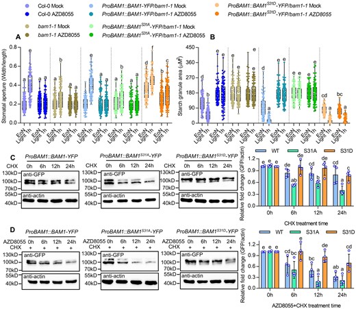 Phospho-mimicking mutation at Ser-31 increased BAM1 protein stability. A and B, Quantification of guard cell starch granules (A) and stomatal apertures (B) in the intact leaves of Col-0, bam1-1, ProBAM1::BAM1-YFP/bam1-1, ProBAM1::BAM1S31A-YFP/bam1-1, and ProBAM1::BAM1S31D-YFP/bam1-1 at the indicated time points. Seedlings of wild-type and indicated plants were grown on the 1/2 MS medium containing 1% sucrose under a 12-h light/12-h dark photoperiod and 100-µM m−2 s−1 light condition for 10 days, transferred to the medium containing mock solution or 2-µM AZD8055 to grow for 24 h, and then harvested at the indicated time points and measured the starch granules and stomatal apertures. The starch granules in guard cells (A) or the ratio of stomatal aperture width to length (B) from at least 100 guard cells from 10 to 15 leaves of 8 different plants were measured using ImageJ software. Every measurement of stomatal starch granule area or stomatal aperture was labeled as a dot on box plot. The box extends from the 25th to 75th percentiles and plots each individual value as a point superimposed on the graph. The line in the middle of the box is plotted at the median. Different letters above bars indicate statistically significant differences between samples (two-way ANOVA followed by Tukey’s multiple comparisons test, P < 0.05). C, Immunoblot analysis of the effects of cycloheximide (CHX) on the protein levels of BAM1-YFP, BAM1S31A-YFP, and BAM1S31D-YFP using anti-GFP antibody. Seedlings of ProBAM1::BAM1-YFP, ProBAM1::BAM1S31A-YFP/bam1-1, and ProBAM1::BAM1S31D-YFP/bam1-1 were grown on the 1/2 liquid MS medium containing 1% sucrose under a 16-h light/8-h dark photoperiod with 100-µM m−2 s−1 light condition for 7 days, and then 50-µm CHX for different times. D, Immunoblot analysis of the effects of AZD8055 on the protein levels of BAM1-YFP, BAM1S31A-YFP, and BAM1S31D-YFP using anti-GFP antibody. Seedlings of ProBAM1::BAM1-YFP, ProBAM1::BAM1S31A-YFP/bam1-1, and ProBAM1::BAM1S31D-YFP/bam1-1 were grown on the 1/2 liquid MS medium containing 1% sucrose under a 16-h /8-h dark photoperiod with 100-µM m−2 s−1 light condition for 7 days, and then 50-µm CHX and 2-µm AZD8055 for different times. The ratio of immunoprecipitated BAM1-YFP to actin was quantified by ImageJ software. Error bars indicate sd of four biological repeats. Actin bands were used as loading control. Different letters above bars indicate statistically significant differences between samples (two-way ANOVA followed by uncorrected Fisher’s LSD multiple comparisons test, P < 0.05).