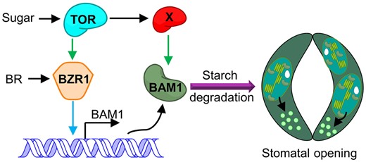 Working model for TOR-regulated guard cell starch degradation in plants. The glucan hydrolase encoded by BAM1 is preferentially expressed in guard cells to degrade guard cell starch. Sugar and TOR promote the expression of BAM1. BR and BZR1 play critical roles in the sugar-promoted expression of BAM1. Sugar supply induces BAM1 protein accumulation, but TOR inactivation leads to BAM1 degradation, and these effects are abolished by the inhibition of autophagy and proteasome pathways. TOR stabilizes BAM1 protein by promoting phosphorylation of BAM1 at Ser-31through an unknown kinase. Multiple mechanisms allow for fine-tuning the activity of BAM1 by hormonal and nutrient signals for accurate regulation of guard cell starch breakdown and stomatal movement. Blue line indicates regulation at the transcriptional level; green line indicates regulation at the posttranscriptional level.