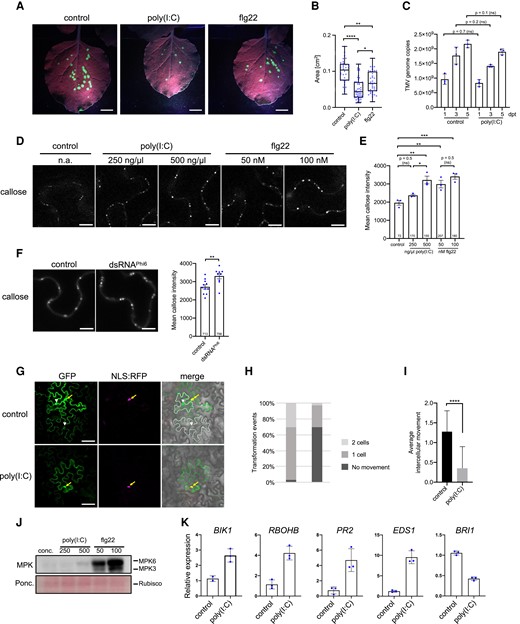 Poly(I:C) treatment causes inhibition of virus movement in N. benthamiana. A) TMV-GFP infection sites in N. benthamiana leaves at 7 dpi treated with the virus together with either water (control), 0.5 µg/µL (≈1 µM) poly(I:C), or 1 µM flg22. Scale bar, 1 cm. B) Sizes of individual infection sites measured in 10 leaf samples collected from 3 plants per treatment. Kruskal–Wallis test (P = <0.0001) followed by Dunn's test for pairwise comparisons; ****, P = <0.0001; **, P = <0.01; *, P = <0.05. The experiment was performed 3 times with similar results. C) TMV replication in N. benthamiana is not influenced by poly(I:C). A cell-autonomous, MP-deficient TMV replicon (TMVΔMPΔCP-GFP) expressed in cells of agroinoculated leaves produces the same number of RNA genome copies in the presence and absence of treatment with 0.5 µg/µL poly(I:C), as determined by Taqman RT-qPCR. Poly(I:C) and control treatments were applied 1 d after agroinoculation and results obtained at indicated days after this treatment (dpt) are shown. The data represent means of 3 biological replicates (with standard deviation) per time point and treatment. Two-tailed Mann–Whitney test. D and E) Treatment of N. benthamiana with poly(I:C) or flg22 induces increased callose deposition at PD within 30 min in a dose-specific manner. D) Callose fluorescence at PD upon aniline blue staining. Scale bar, 10 µm. E) Mean callose content in PD determined in 3 leaf disks per treatment (dots). The total number of evaluated PD is given at the base of each column. Error bars show the Sem. Parametric mean value variances between conditions were statistically tested by ANOVA (P = 0.0004) followed by Sidak's pairwise comparisons. ***, P = <0.001; **, P = < 0.01; ns = nonsignificant. F) Callose deposition at PD in N. benthamiana leaf epidermal tissue upon treatment with 50 ng/µL biological dsRNA (dsRNAPhi6). Mean callose content in PD determined in 9 leaf disks from 3 plants per treatment (dots). Two-tailed t-test; **, P = <0.01. G to I) GFP mobility assay in N. benthamiana. Leaf disks expressing GFP together with cell-autonomous NLS:RFP 1 d after agroinfiltration were treated with water or 0.5 µg/µL poly(I:C) and imaged 48 h later. G) Example of GFP movement from an epidermal cell marked by cell-autonomous NLS:RFP into adjacent cells. Transiently expressed GFP shows a nucleocytoplasmic distribution (yellow arrow) and its movement from the expressing epidermal cell (coexpressed NLS:RFP in the nucleus, in magenta) is evident by appearance of green fluorescence in the nuclei and cytoplasm of adjacent cells (white arrowheads). Cells into which GFP moved are indicated by the white dashed line in the merged image. Scale bar, 50 µm. H and I) Quantification of GFP movement between epidermal cells in leaf disks exposed to 0.5 µg/µL poly(I:C) or water (control) (29 transformation events were analyzed for each treatment). H) Stacked column diagram showing the relative frequency of transformation events associated with either no GFP movement (dark gray), GFP movement into one adjacent cell layer (medium gray), or GFP movement into 2 adjacent cell layers (light gray). I) Average intercellular movement (total number of cell layers into which GFP has moved divided by the number of evaluated transformation events). Two-tailed Mann–Whitney test; ****, P = <0.0001. Bootstrap test; #, P = <0.05. A repetition of the GFP mobility assay provided similar results. J) Low level of MPK activation by poly(I:C) relative to flg22 after 30 min. Concentrations (conc.) are in ng/µL for poly(I:C) and nM for flg22. The experiment was performed 3 times with similar results. K) Poly(I:C) induces innate immunity marker genes but suppresses expression of BRI1 in N. benthamiana. Mean values and standard deviations of gene expression values obtained by RT-qPCR with 3 biological replicates (dots) harvested 3 h after treatment. ns, not significant.