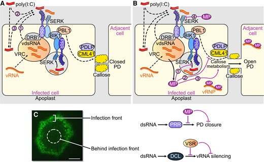 Virus infection facilitated by virus-encoded effector proteins. A and B) Suppression of PTI by MP. A) Perception of dsRNA produced in cortical ER-associated VRCs at the PM by an unknown membrane-associated or intracellular PRR and the SERK1 coreceptor (with potential contribution by one or more other coreceptors) triggers a signaling pathway leading to callose deposition and PD closure. dsRNA produced during infection in the VRC may require secretion into the apoplasm (1) to allow perception at the PM. Externally applied poly(I:C) may be perceived from the apoplasm (2) or secreted upon initial uptake by the cells (3). Viral dsRNA as well as poly(I:C) may also be sensed by an intracellular cytoplasmic PRR, or by an internalized SERK–PRR complex, as shown in the figure in endosomes, shown as a gray vesicle. B) MP suppresses dsRNA-triggered callose deposition and allows intercellular spread of the viral ribonucleoprotein complex (vRNP). The MP may inhibit dsRNA sensing by the intracellular dsRNA receptor or internalized SERK-PRR complex (1), interact with intracellular PTI signaling (2) or modify the activity of callose synthesizing or degrading enzymes at PD (3). The MP may also be secreted to inhibit dsRNA perception at the PM (4). C) dsRNA triggers PTI and antiviral RNA silencing and both responses are suppressed by viral effector proteins to support virus propagation. Whereas MP acts in cells at the virus front to facilitate virus movement by blocking a dsRNA-induced callose defense response at PD, the VSR blocks dsRNA-induced antiviral RNA silencing in the center of infection sites to support virus replication and production of virus progeny. A local infection site of TMV encoding MP fused to GFP (TMV-MP:GFP, 7 dpi) in N. benthamiana is shown. Scale bar, 1 mm.